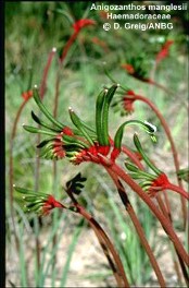 Anigozanthos manglesii