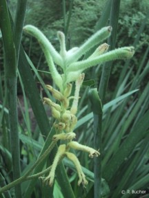 Anigozanthos viridis