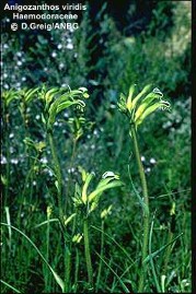 Anigozanthos viridis