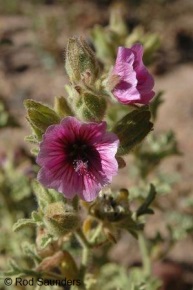 Anisodontea anomala