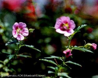 Anisodontea capensis