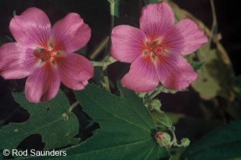 Anisodontea julii