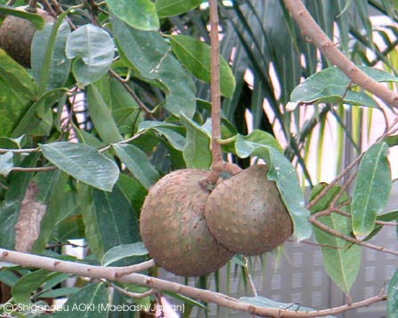 Exotische Nutz und Zierpflanzen Annona montana