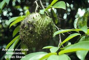 Annona muricata