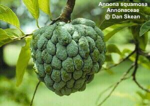 Annona squamosa