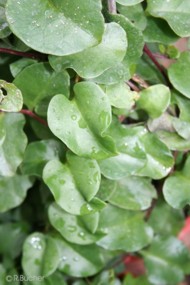 Anredera cordifolia 