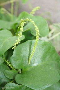 Anredera cordifolia 