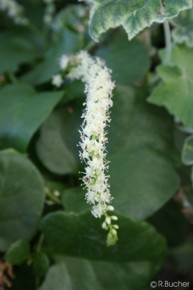 Anredera cordifolia 