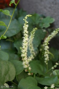 Anredera cordifolia 