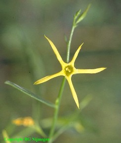 Anthocercis littorea