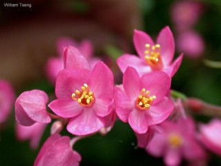 Antigonon leptopus