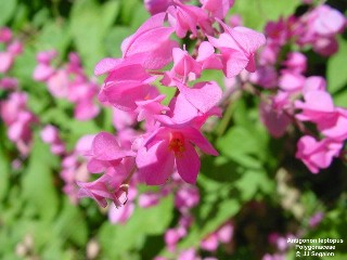 Antigonon leptopus