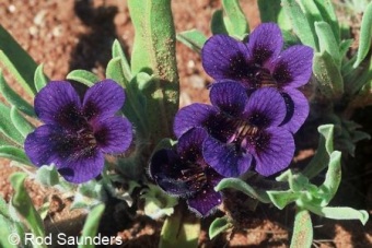 Aptosimum lineare