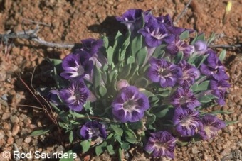 Aptosimum procumbens