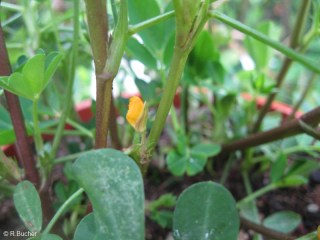 Arachis hypogaea