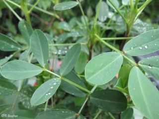 Arachis hypogaea