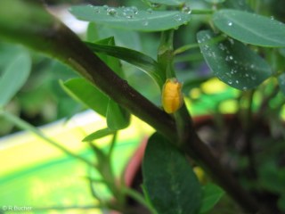 Arachis hypogaea