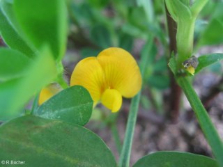 Arachis hypogaea