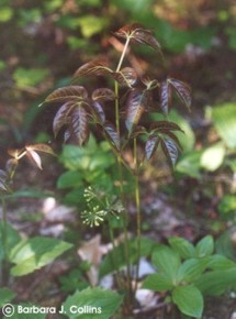 Aralia nudicaulis 