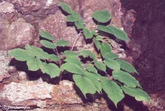 Aralia racemosa 