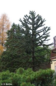 Araucaria araucana