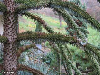 Araucaria araucana