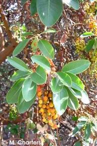 Arbutus menziesii