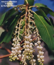 Arbutus menziesii