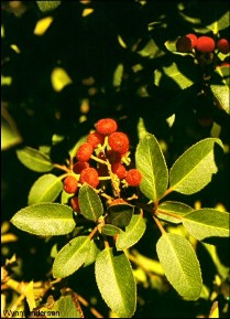 Arbutus xalapensis var. texana