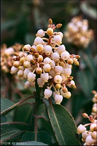 Arbutus xalapensis var. texana