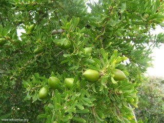 Argania spinosa