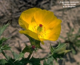 Argemone mexicana