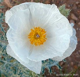 Argemone pleiacantha