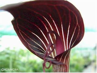 Arisaema speciosum