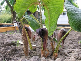 Arisaema speciosum