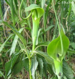 Arisaema tortuosum