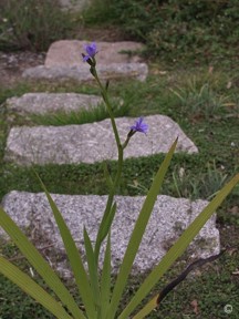 Aristea ecklonii