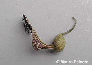 Aristolochia arcuata
