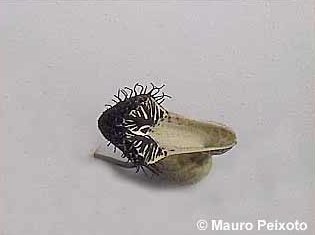 Aristolochia arcuata