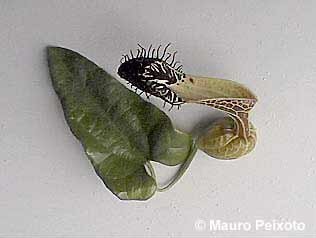 Aristolochia arcuata