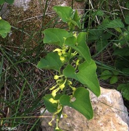 Aristolochia clematitis 