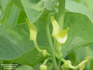 Aristolochia clematitis 