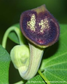 Aristolochia debilis