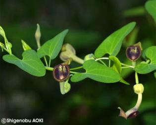 Aristolochia debilis