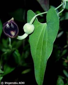 Aristolochia debilis