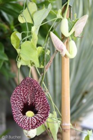 Aristolochia elegans