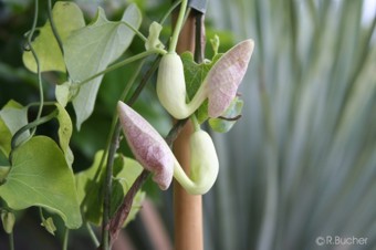 Aristolochia elegans