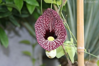 Aristolochia elegans