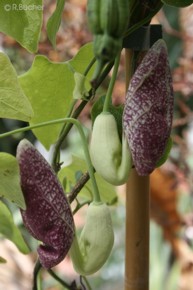 Aristolochia elegans