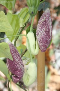 Aristolochia elegans